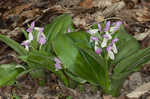 Showy orchis <BR>Showy orchid